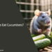 Can Rats Eat Cucumbers