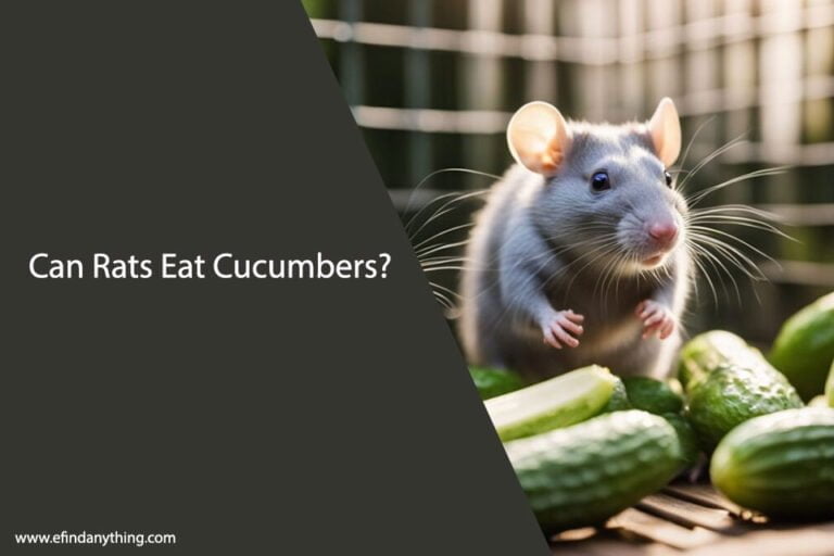 Can Rats Eat Cucumbers