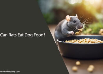 Can Rats Eat Dog Food