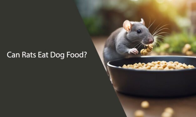 Can Rats Eat Dog Food? A Comprehensive Guide