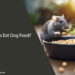 Can Rats Eat Dog Food
