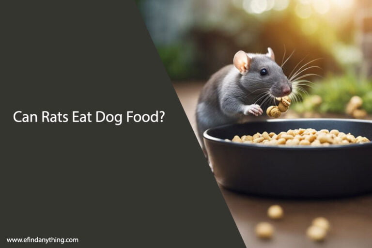 Can Rats Eat Dog Food