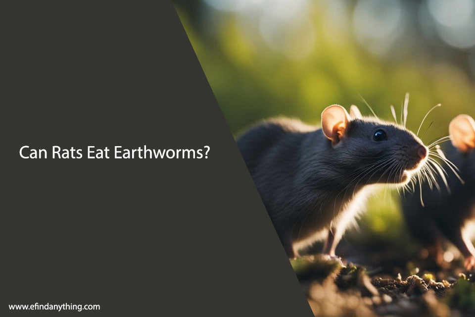 Can Rats Eat Earthworms