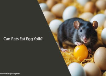 Can Rats Eat Egg Yolk