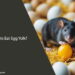 Can Rats Eat Egg Yolk