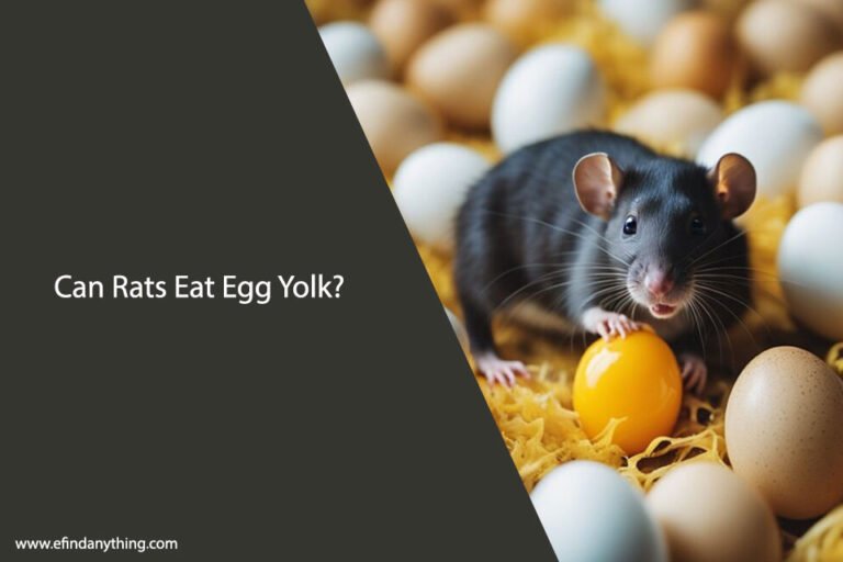 Can Rats Eat Egg Yolk