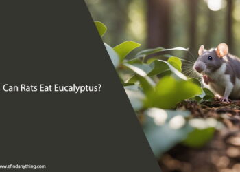 Can Rats Eat Eucalyptus