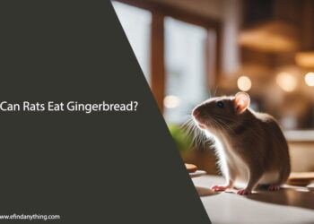 Can Rats Eat Gingerbread