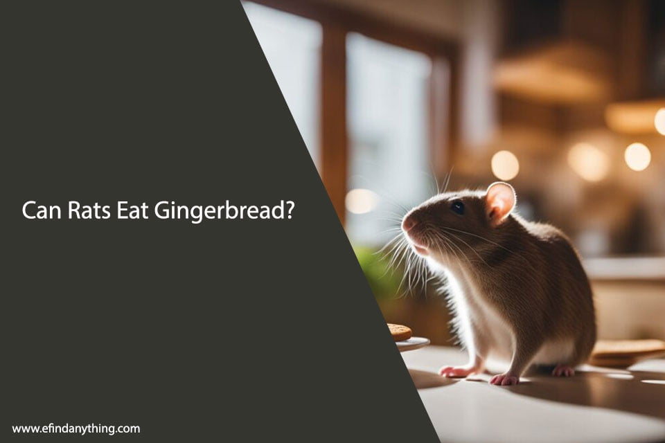 Can Rats Eat Gingerbread