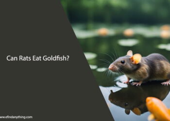 Can Rats Eat Goldfish