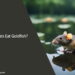 Can Rats Eat Goldfish