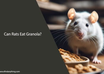 Can Rats Eat Granola Bars