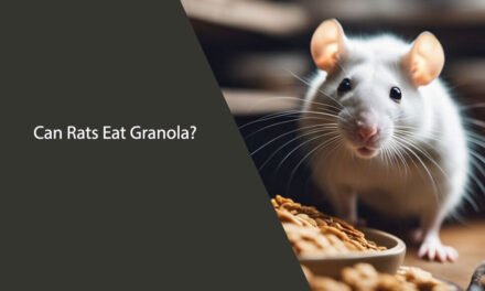Can Rats Eat Granola? A Comprehensive Guide