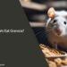Can Rats Eat Granola Bars