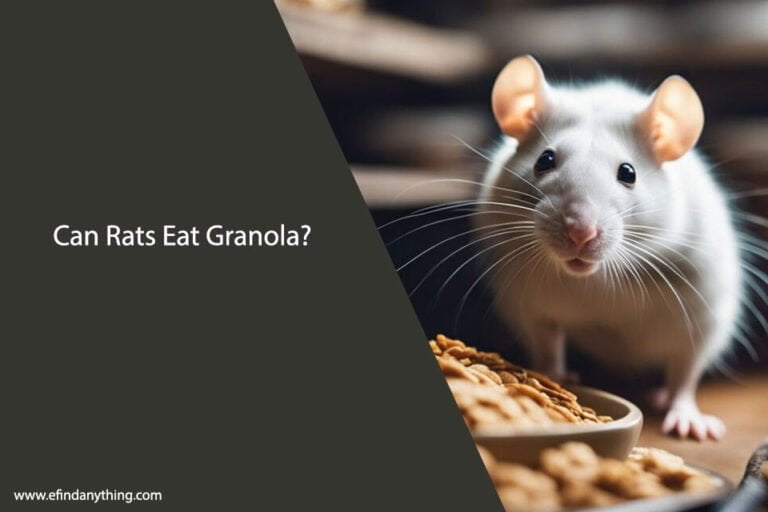 Can Rats Eat Granola Bars