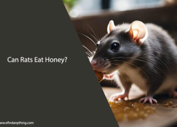 Can Rats Eat Honey
