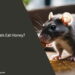 Can Rats Eat Honey