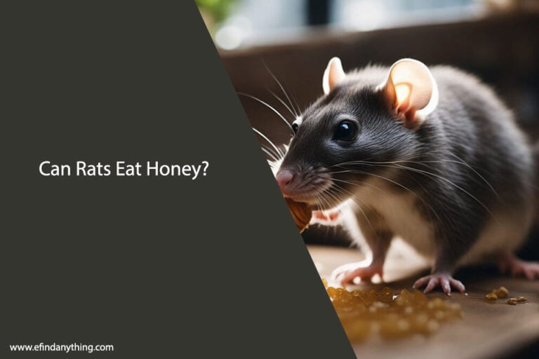Can Rats Eat Honey