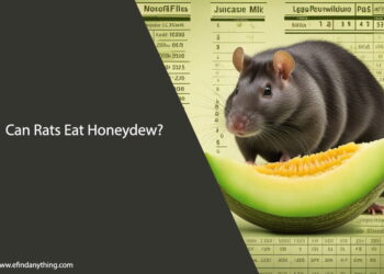 Can Rats Eat Honeydew