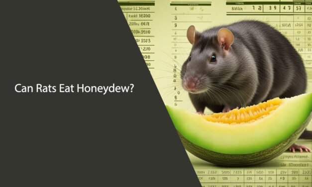 Can Rats Eat Honeydew? A Comprehensive Guide