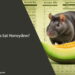 Can Rats Eat Honeydew