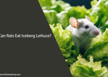 Can Rats Eat Iceberg Lettuce