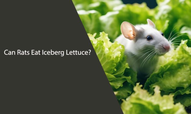 Can Rats Eat Iceberg Lettuce? A Comprehensive Guide