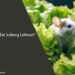 Can Rats Eat Iceberg Lettuce