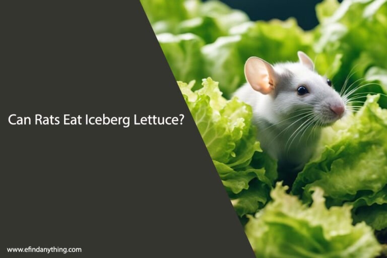 Can Rats Eat Iceberg Lettuce