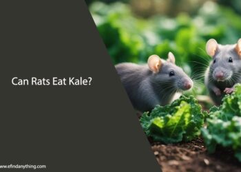 Can Rats Eat Kale