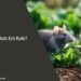 Can Rats Eat Kale