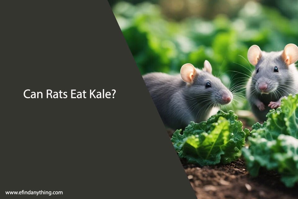 Can Rats Eat Kale
