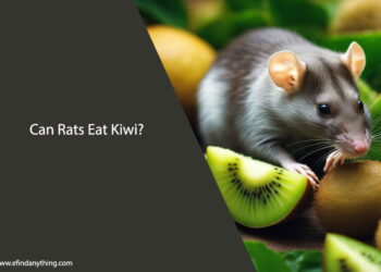 Can Rats Eat Kiwi