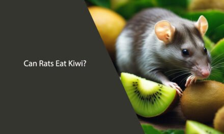 Can Rats Eat Kiwi? A Comprehensive Guide