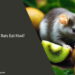 Can Rats Eat Kiwi