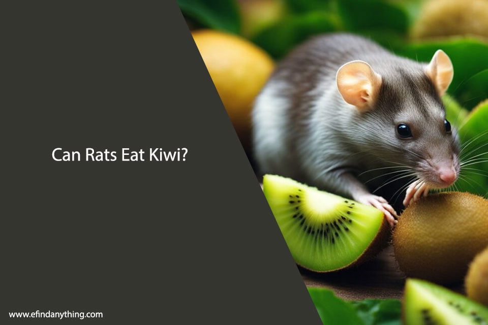 Can Rats Eat Kiwi