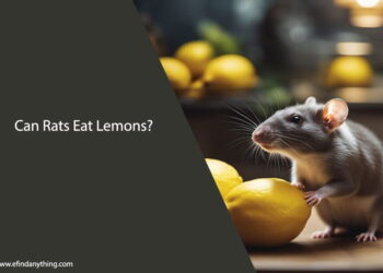 Can Rats Eat Lemons
