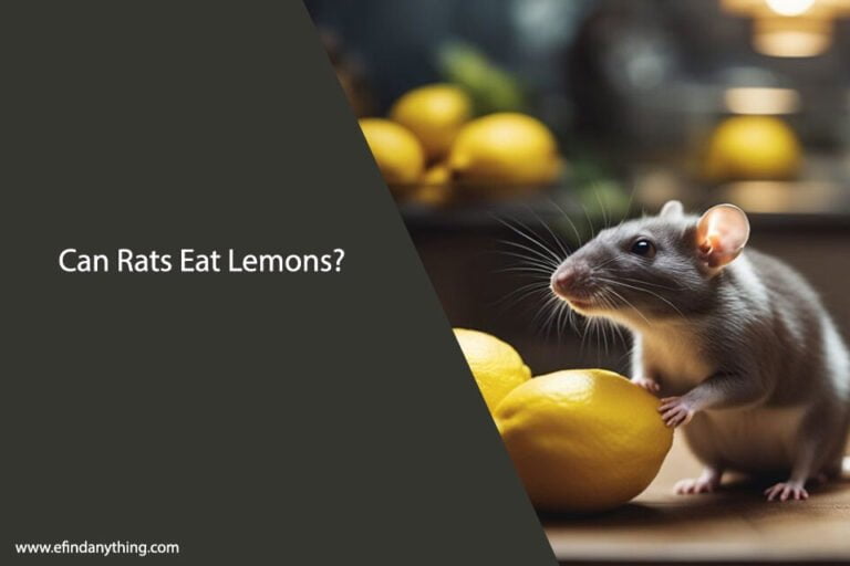 Can Rats Eat Lemons