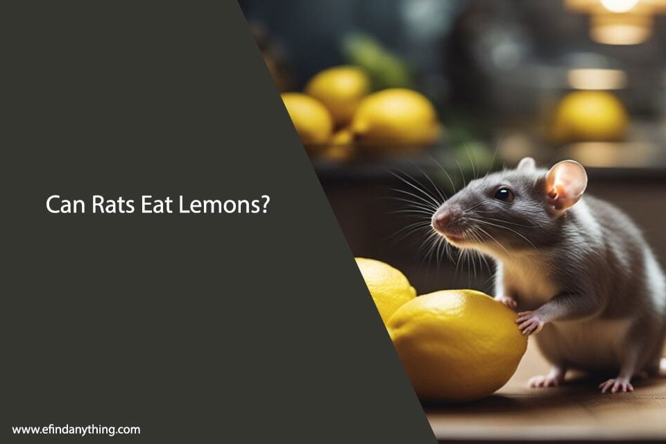 Can Rats Eat Lemons
