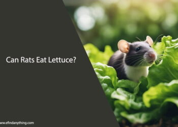 Can Rats Eat Lettuce