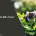 Can Rats Eat Lettuce