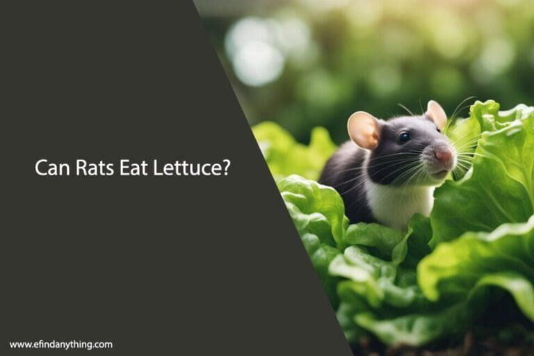 Can Rats Eat Lettuce