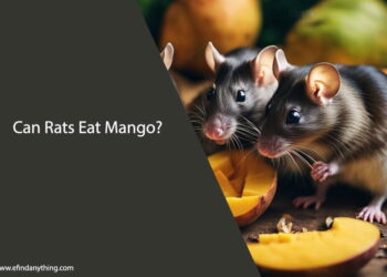 Can Rats Eat Mango