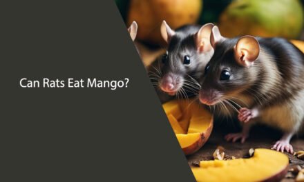 Can Rats Eat Mango? A Comprehensive Guide
