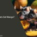 Can Rats Eat Mango