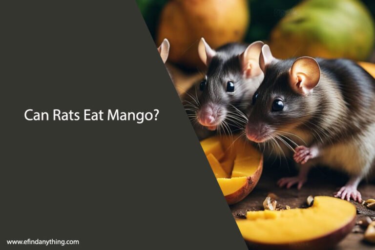 Can Rats Eat Mango