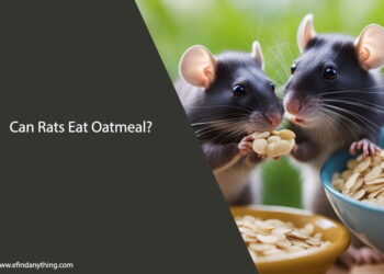 Can Rats Eat Oatmeal