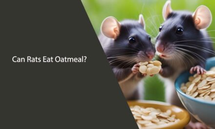 Can Rats Eat Oatmeal? A Comprehensive Guide