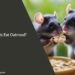 Can Rats Eat Oatmeal