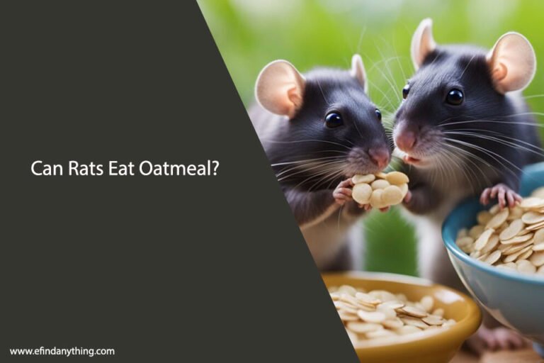 Can Rats Eat Oatmeal